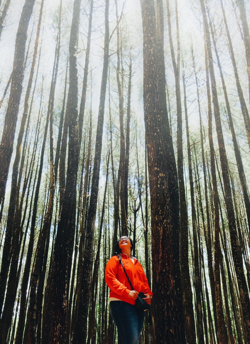 growth, tranquility, indonesia, trunk, hutan pinus mangunan, trees, pines, outdoors, pine, forest, standing, nature, 4K, land, foggy, indonesian woman