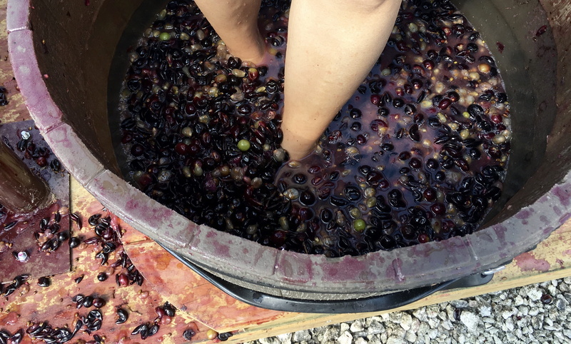 high angle view, abundance, wine, lifestyles, freshness, grape stomp, stomping grapes, healthy, food and drink, real people, human body part, low section