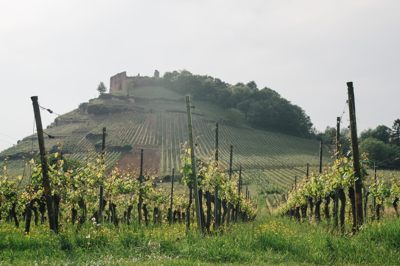 tourism, growth, rural, europe, green, wooden post, hills, hill, vino, outdoor, vacation, 2K, countryside, grapevine, summer, farm, south, outdoors, scenics - nature