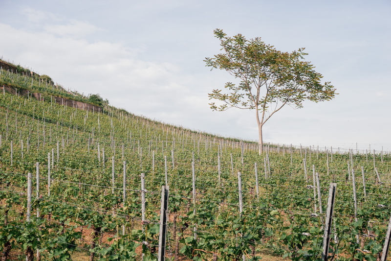 tourism, farming, tranquil scene, summer, growing, rural scene, pinot noir, region, riesling, outdoors, environment, grapevine, travel, vacation, scenics - nature