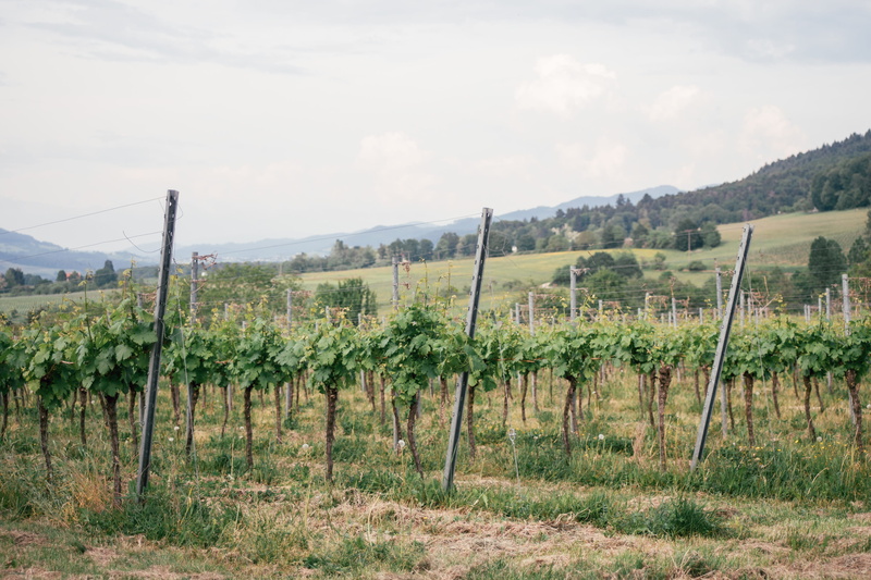 vacation, summer, wooden post, food, non-urban scene, grapes, season, riesling, pinot noir, grape, europe, green, land, day, landscape, sky, farm, agriculture