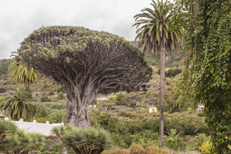 day, environment, landscape, palm tree, tranquility, tree, views, beauty in nature, tropical climate, land, scenics - nature, nature, icod de los vinos