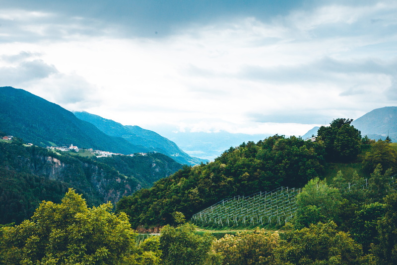 hills, tree, vineyard, alps, non-urban scene, mountains, idyllic, green color, mountain range, growth, plant, landscapemist, tranquility, wineyard, vino