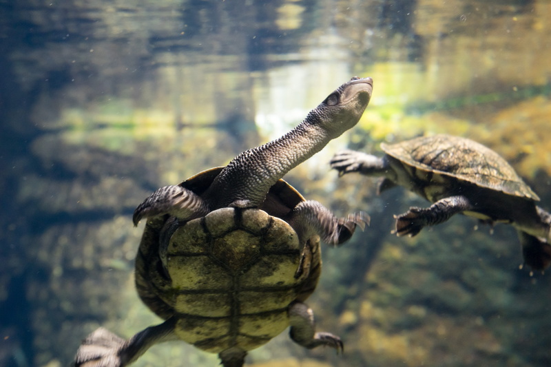 water, animal wildlife, nature, curiosity, underwater, reptile, neck, vertebrate, swimming, focus on foreground, turtle, long, animal, day, one animal