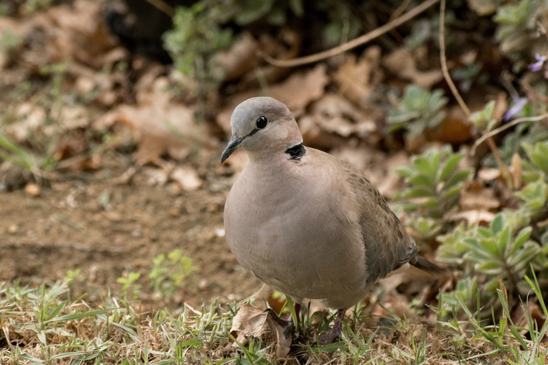 land, nature, close-up, one animal, mourning dove, plant, animals in the wild, focus on foreground, dove - bird, half-collared dove, pigeon, day, feathers