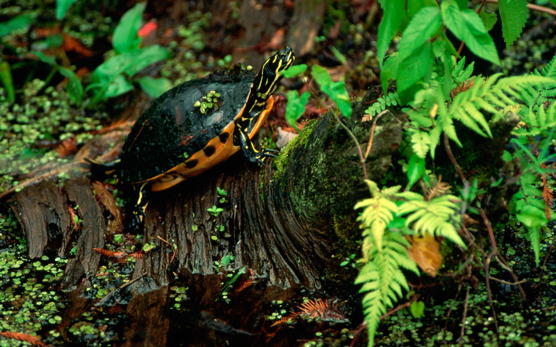 moss, close-up, high angle view, reptile, woodland, animal, leaves, forest, no People, branch, wildlife, vertebrate, tortoise, plant, growth, turtle, brown