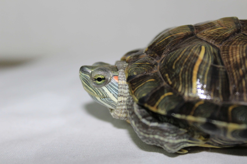 tortoise shell, animals in the wild, green, animal scale, natural, marine, smile, focus on foreground, child, close-up, slow, animal themes, animal body part