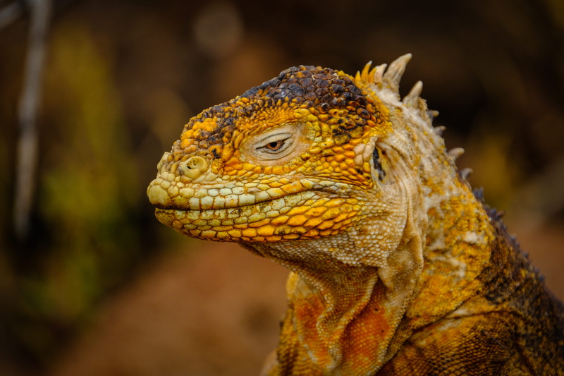 day, food, turtle, plant, animal, side view, reptile, close-up, 5K, animal head, animal body part, green lizard, profile view, animals in the wild, sea life