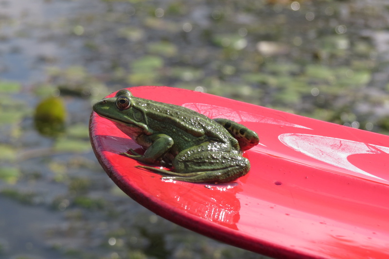 one animal, green color, water, animal themes, amphibian, animal, green frog, animal wildlife, reptile, outdoors, red paddle, turtle, animals in the wild
