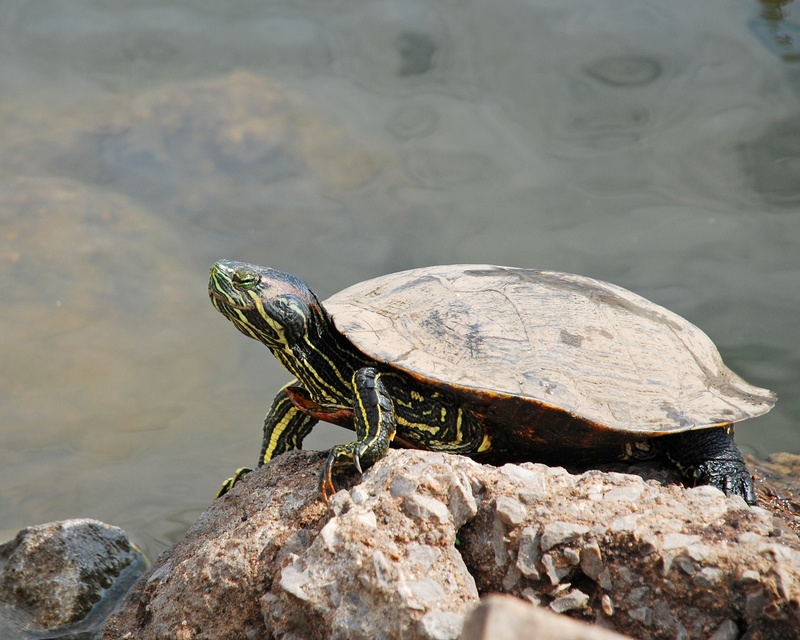 tortoise shell, life, vertebrate, climbing, head, resting, animal themes, nature, scenic, tropical, marine, solid, stone, water, active, yellow, young