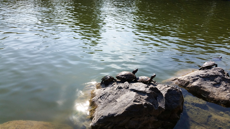 wild, vertebrate, day, rock - object, lake, shell, red-eared lake turtles, sunlight, slow, family, landscape, travel, tropical, animal themes, water, natural