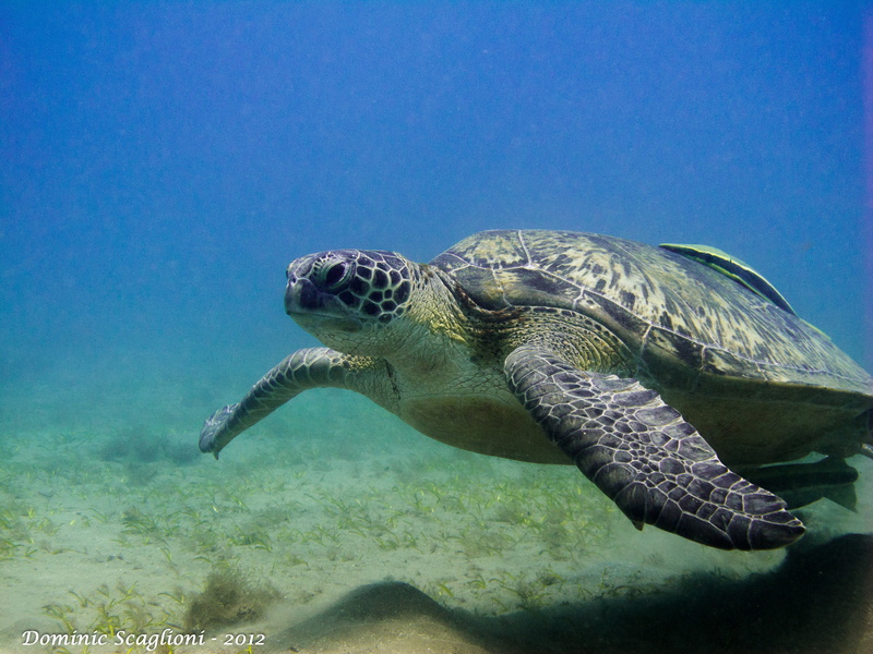 turtle, reptile, Dive, sea Turtle, Club, scuba, reef, Green Turtle, underwater, egypt, gray, ocean, red sea, Pharaoh, animal, El, Abu, wildlife, Quseir