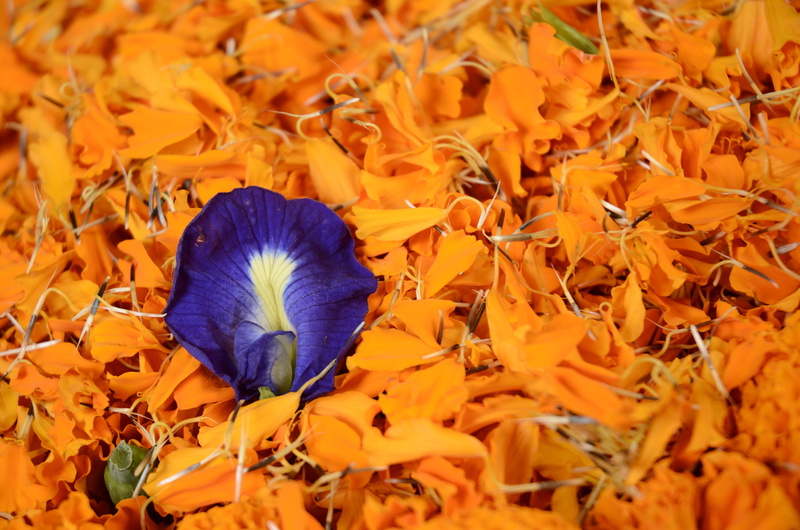 yellow, flowering plant, no people, fall, bright colours, 4K, flower head, nature, vulnerability, purple, plant part, fragility, outdoors, growth, close-up