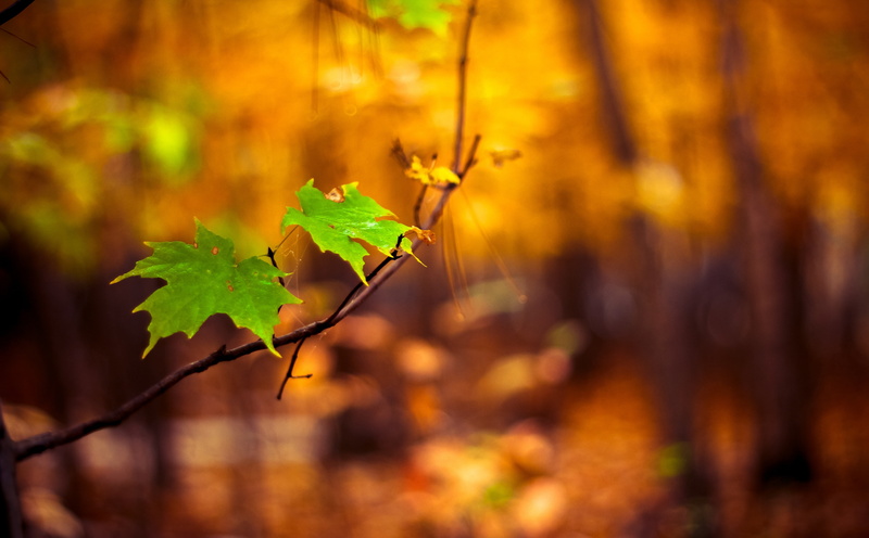 Branch, Forest, Colours, Leaves, land, Green, Tree, focus on foreground, day, 5K, plant, Contrast, close-up, Yellow, maple leaf, plant part, bokeh, maple tree