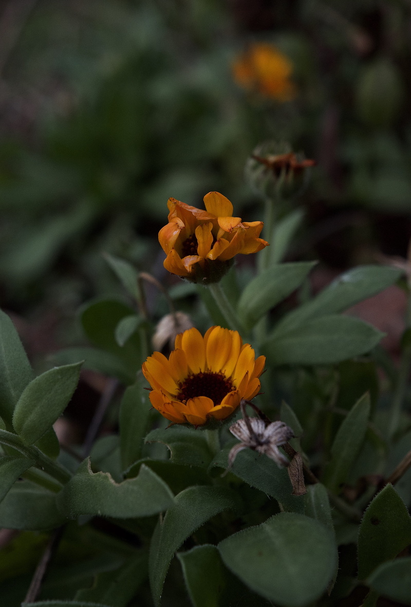 plants, inflorescence, close-up, honey bee, fragility, petal, animal, daisy, colour, flowers, simple, flowering plant, leaf, outdoors, day, plant, bee