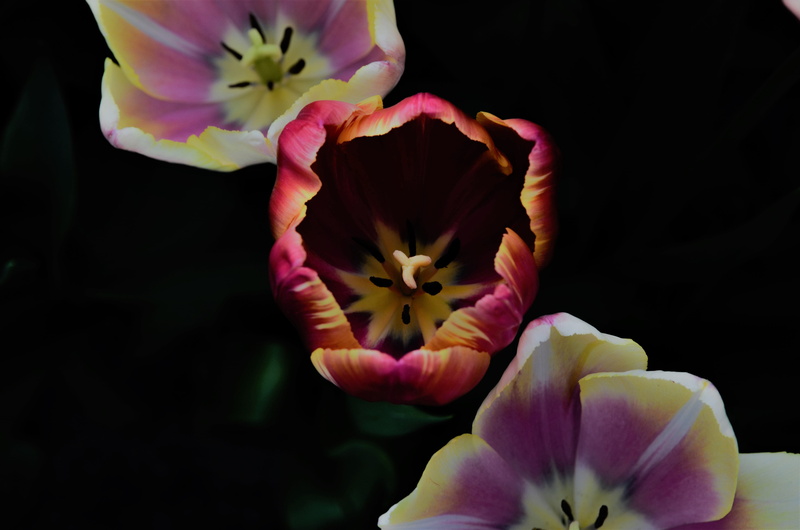 4K, plant, flower head, black background, inflorescence, growth, studio shot, colour, dark, flower, detail, pink, petal, bloom, macro, vulnerability, nature