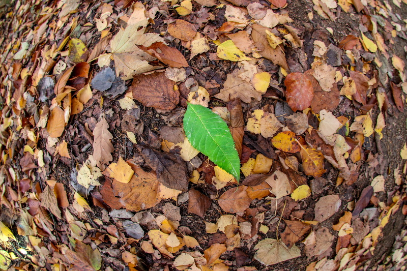 ground, landscape, high angle view, leaves, autumn, fall leaves, natural condition, textured, beauty in nature, forest floor, forest, green color, autumn colours