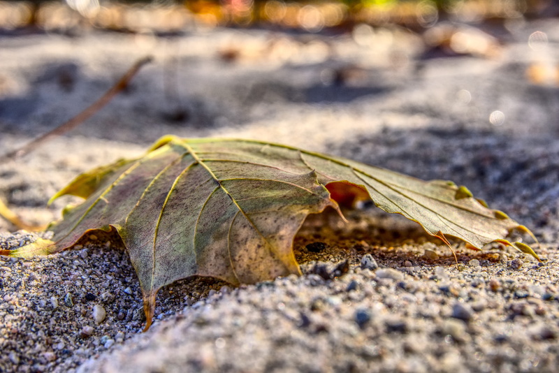 fall color, surface level, fallen down, outdoors, animal themes, invertebrate, day, no people, nature, fall leaves, solid, leaves, one animal, high dynamic range