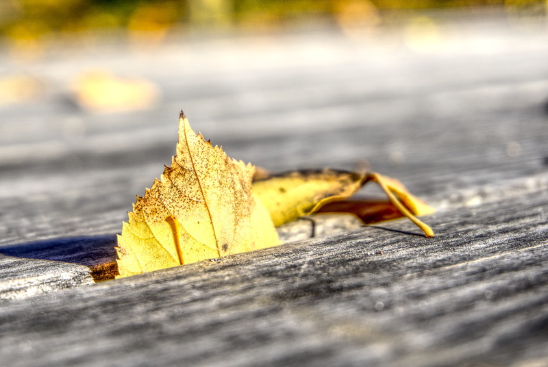 no people, emerge, outdoors, mood, maple leaf, gap, autumn, high dynamic range, autumn mood, street, natural condition, road, dry, nature, close up, yellow