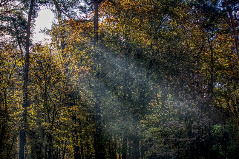 woodland, contrast, change, seem, light, mood, green color, hdr, fog, scenics - nature, fall, beauty in nature, day, sun, no people, branch, idyllic, 5K