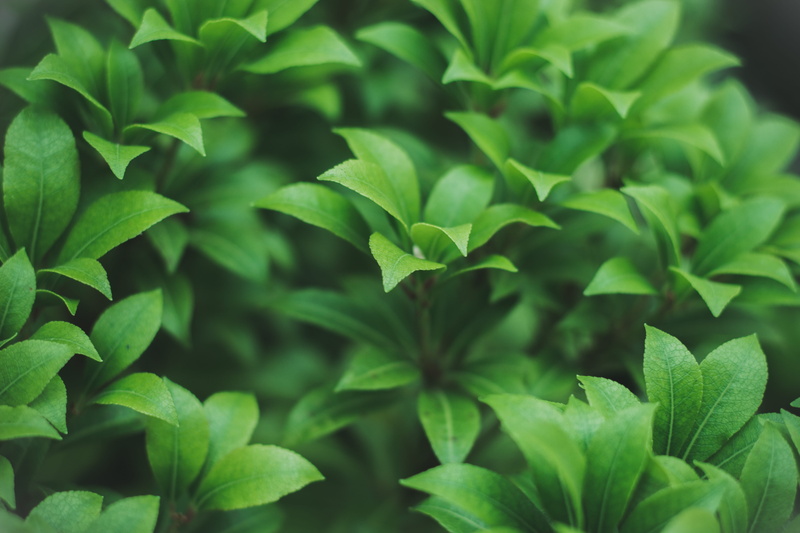 light, leaves, no people, freshness, full frame, backgrounds, color, beauty in nature, colourful, outdoors, texture, plants, food and drink, colour, tranquility