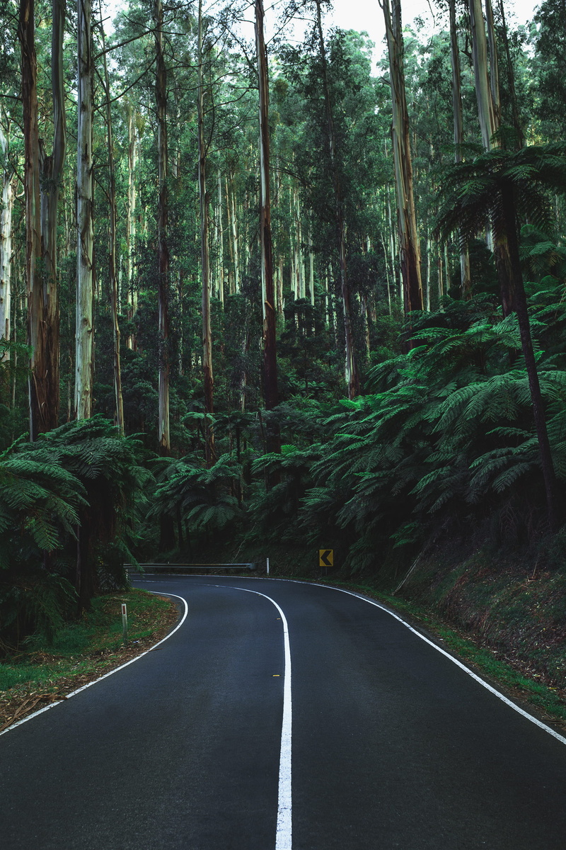 beauty in nature, road, drive, no people, growth, blackspur, tree, forest, land, trunk, victoria, nature, long, the way forward, day, trees, marking, green