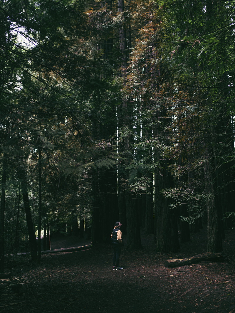 tranquility, hike, leisure activity, photographer, land, tree, rear view, trees, full length, explore, outdoors, canon, woods, benblenner, plant, 4K, nature
