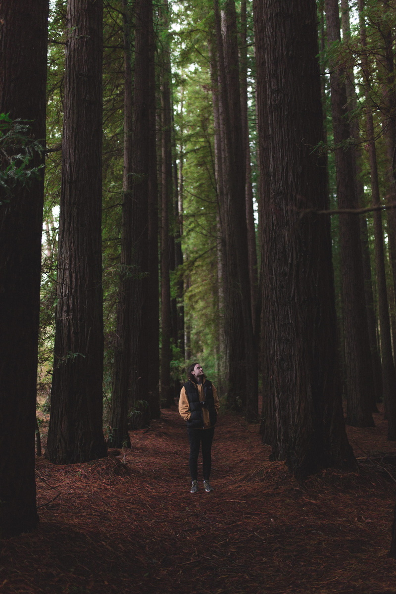 tree trunk, woods, moody, outdoors, redwoods, explore, young adult, hiking, wanderlust, day, plant, 2K, trunk, wilderness, forest, photographer exploring