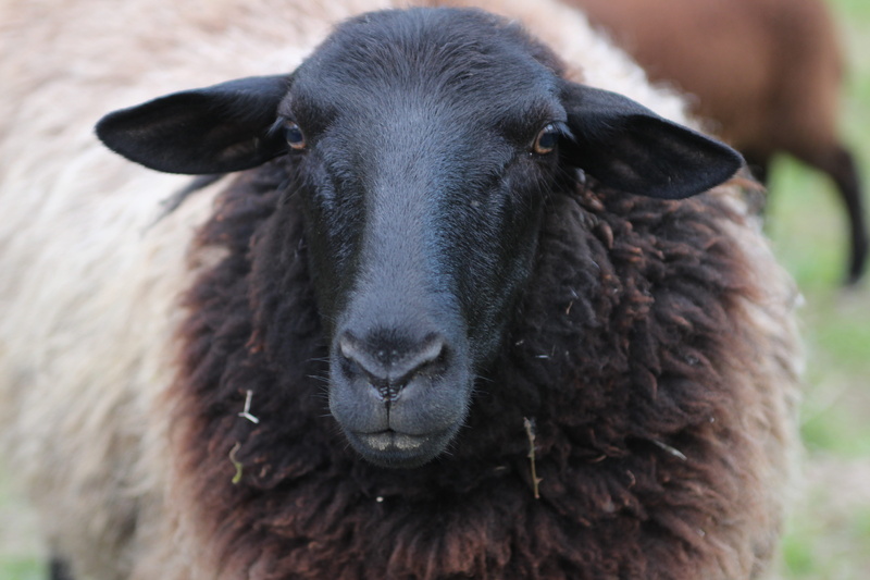 pets, cattle, domestic animals, animal body part, black color, 5K, fokus, animal head, mammal, snout, livestock, looking at camera, vertebrate, herbivorous