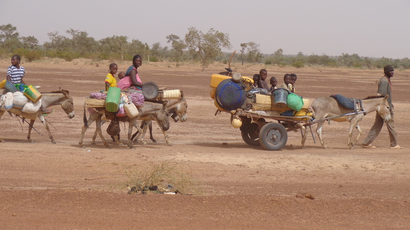domestic animals, livestock, nature, transportation, migrations, men, group of animals, ride, animal wildlife, displacement, herbivorous, mammal, working animal