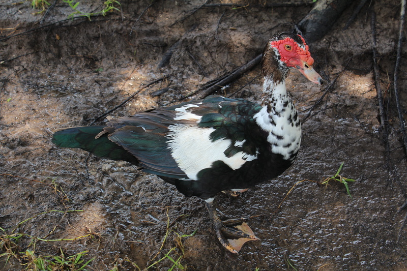 head, muscovy, flying, fowl, animal themes, white, nature, 5K, mud, displaced, feathers, lake, animals in the wild, land, outdoors, poultry, no people