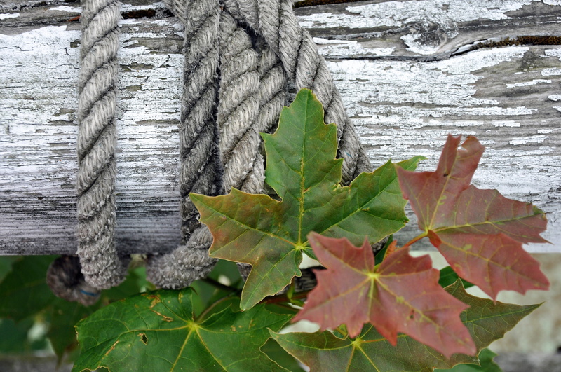leaf, green color, change, built structure, grow, green, wood, get over, displace, focus on foreground, dew, plant, fixing, growth, plant part, high angle view