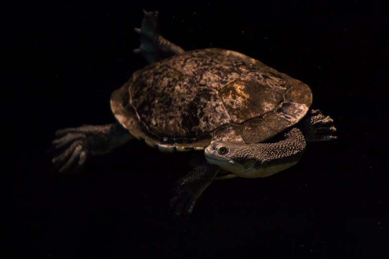 sea, animal themes, swim, studio shot, funny, animal wildlife, shell, indoors, animal, marine, tortoise, full length, black background, diving, water turtle