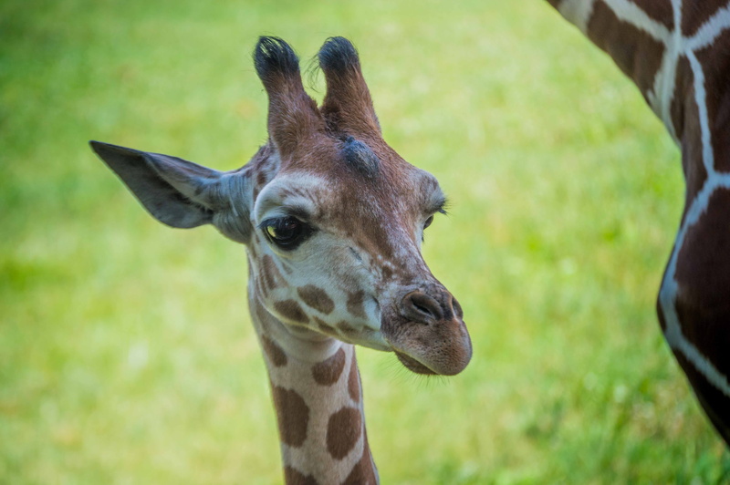 focus on foreground, small, mammal, cute animals, zoo, nature, portrait, small animal, day, animal wildlife, plant, vertebrate, small animals, blank park zoo