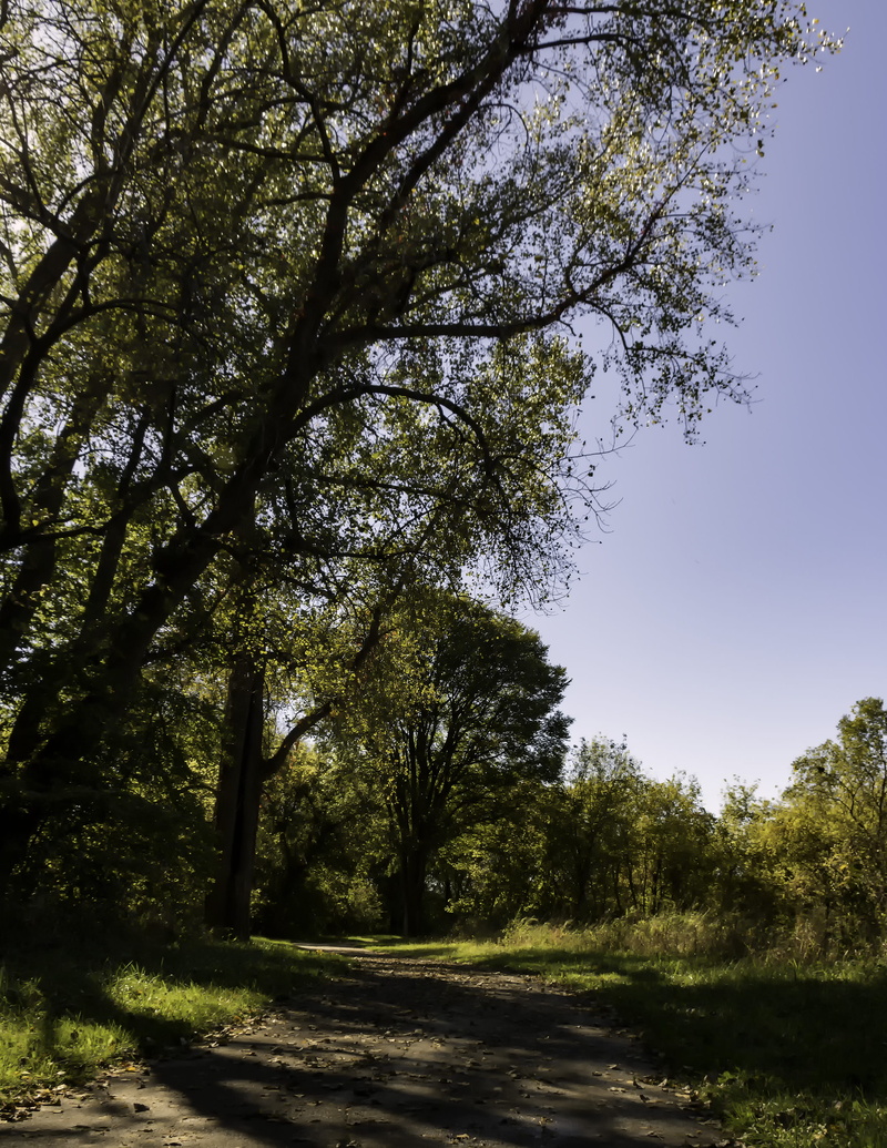 forest, non-urban scene, afternoon, autumn, tranquil scene, 2K, growth, plant, wilderness, trees, day, west des moines, tranquility, nature, land, recreational trail
