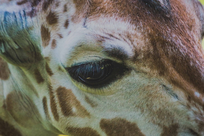giraffe, animal, domestic, mammal, domestic animals, day, cute animals, looking, giraffe eye, animal head, 4K, baby giraffe, no people, close-up, canine