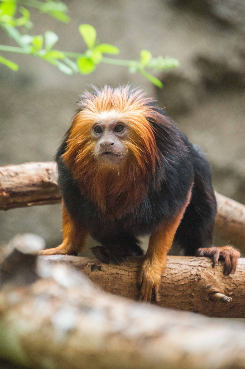 big eyes, one animal, gold-headed lion tamarin monkey, zoo, united states, animals in the wild, tiny monkeys, orange monkey, portrait, 5K, no people, looking