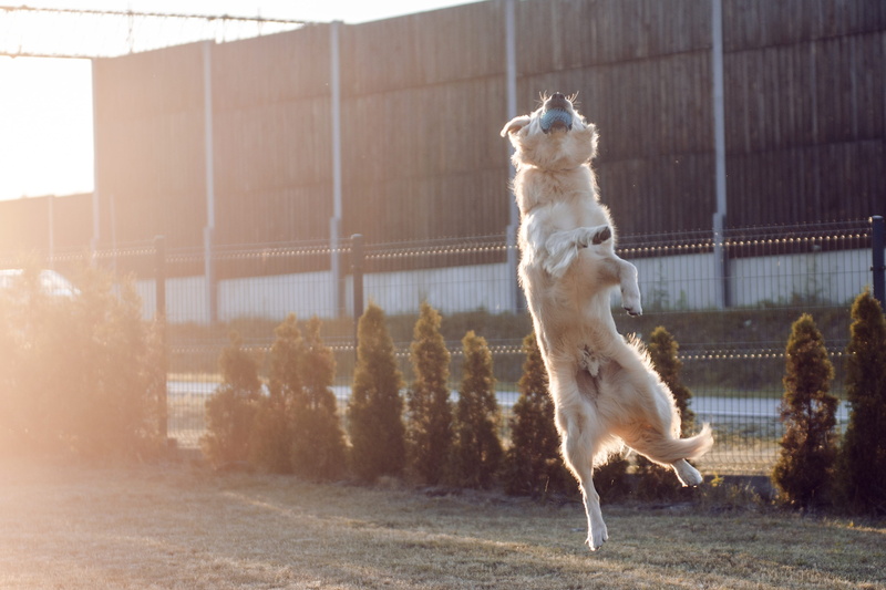vertebrate, toy, joy, doggy, focus on foreground, land, ears, golden, animal themes, mammal, long-haired, teeth, herbivorous, golden retriever, jump, cheerful