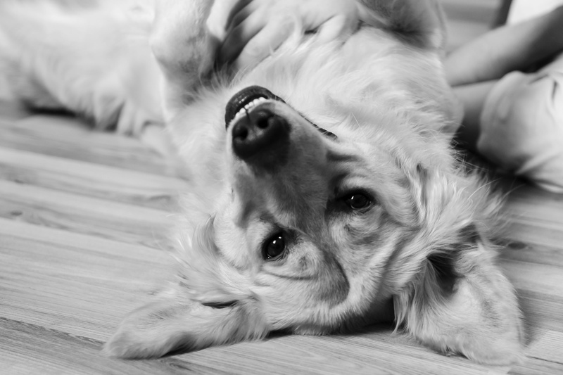domestic animals, domestic, doggy, lying down, small, human hand, friend, young animal, swietokrzyskie, vertebrate, swietokrzyskie mountains, cheerful