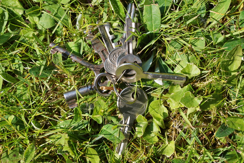 5K, plant part, close-up, one animal, green color, animal themes, high angle view, close, growth, outdoors, meadow, land, close up, lost, Keys, plant