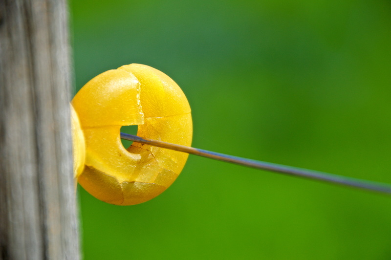 pasture fence, 5K, post, selective, yellow, freshness, focus, lemon, sport, string, copy space, nature, electric fence, focus on foreground, studio shot