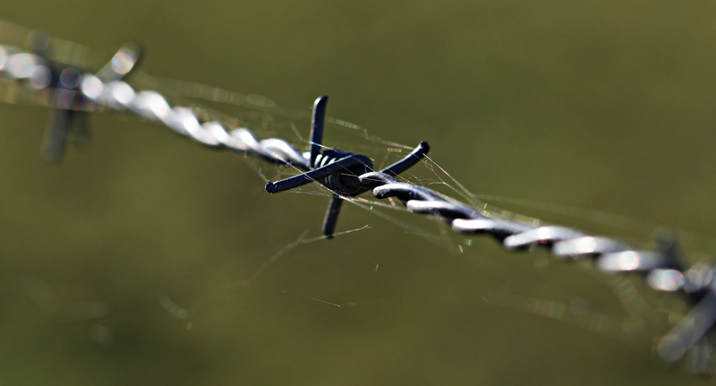 barrier, blade of grass, pointed, fenced, pink, shut off, boundary, steel, security, barbed wire, no people, imprisoned, demarcation, day, nature, obstacle