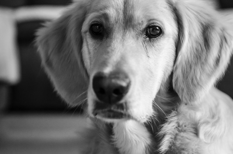 snout, dog, toy, fangs, mammal, one animal, ears, pets, futrzak, white, swietokrzyskie mountains, teeth, shut up, 4K, pet, animal themes, looking, animal body part