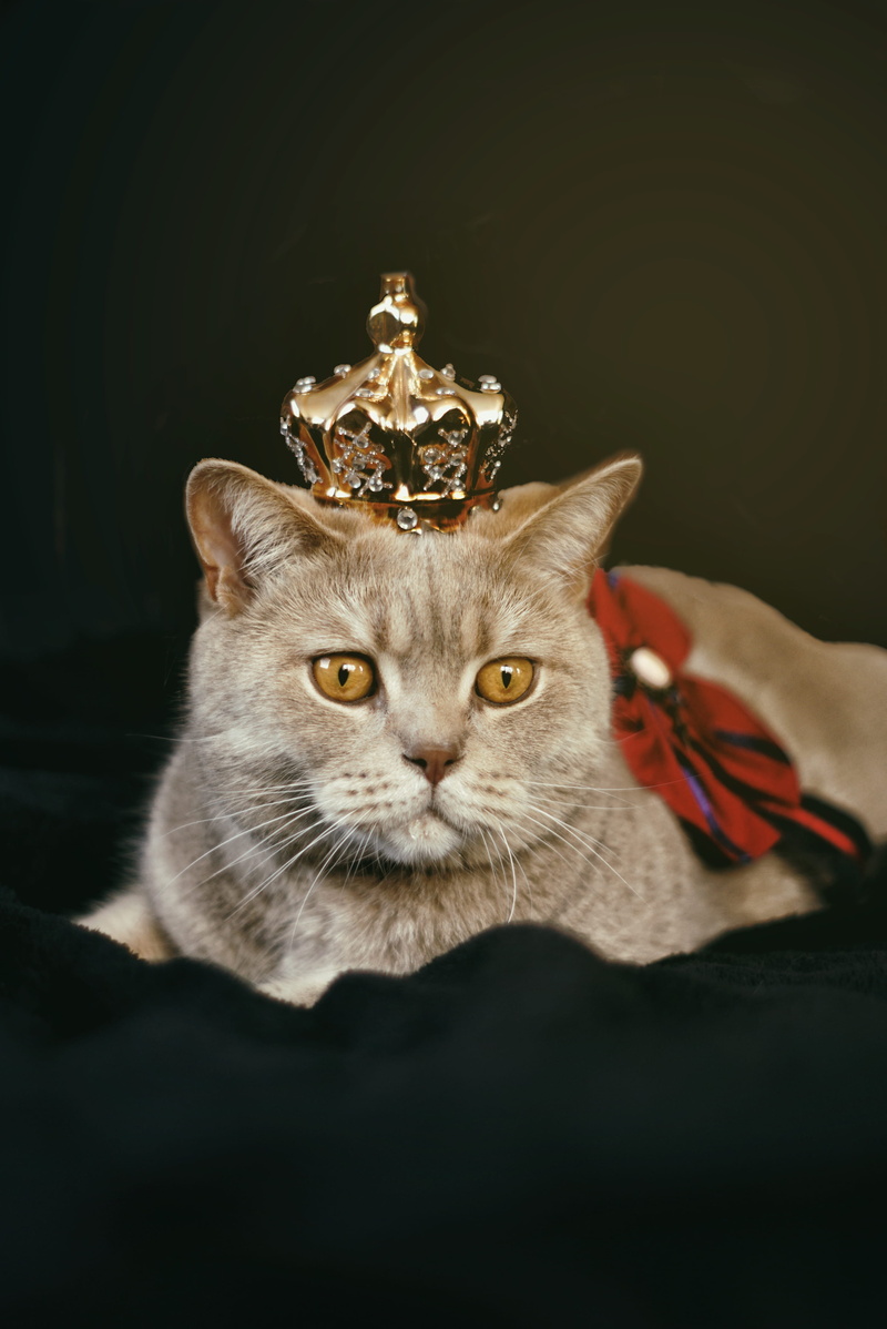 whiskers, studio shot, close-up, black background, animal, crown, british shorthair, kitty, eyes, little, british, fur, domestic animal, feline, cat, one animal