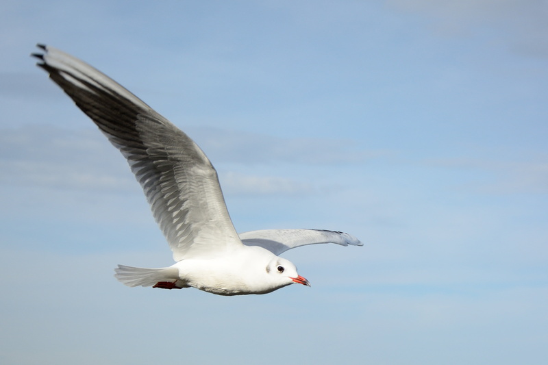 flight form, animal themes, wildlife, lake, sky, sea Bird, fly, animal Wing, bird, billed, vertebrate, animal, bird flight, animal wildlife, animals in the wild