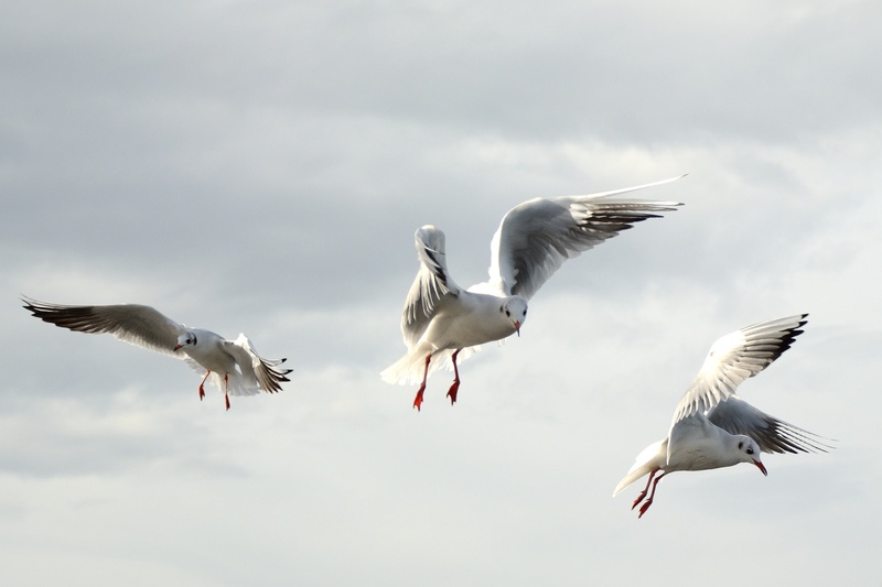 flying, low angle view, sea, wing, seagull, spread wings, spring dress, bird flight, gulls, nature, cloud - sky, flight form, billed, outdoors, plumage