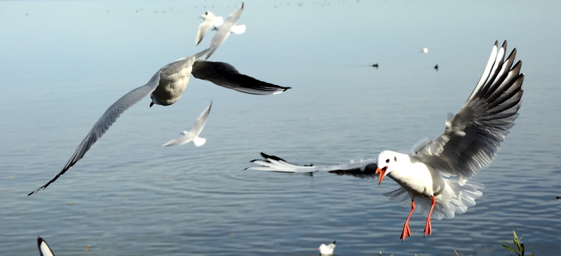spring dress, seagull, landing, fly, group of animals, flight, waterfront, gulls, animal wildlife, wing, animal themes, bird, flying, spread wings, flight form