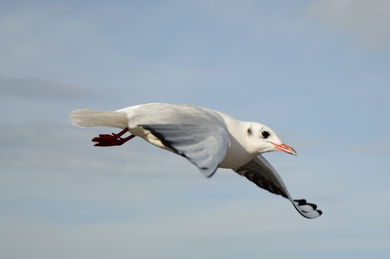 spread wings, flying, locomotion, animals in the wild, wing, mid-air, nature, white color, plumage, vertebrate, lake, copy space, clear sky, sky, animal