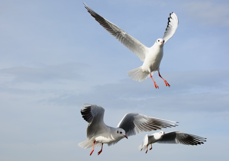two animals, no people, wing, spring dress, dom, flying, locomotion, seagull, flight form, freedom, sea, mid-air, white, animal, bird, bird flight, vertebrate