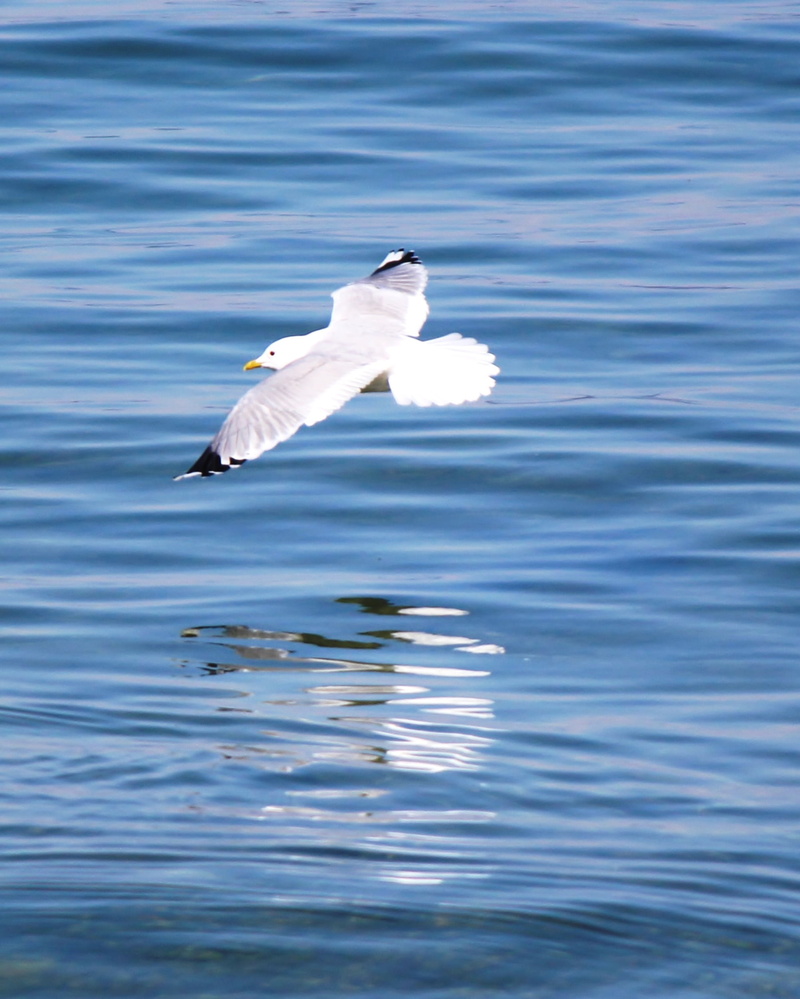 vertebrate, flying, 1080P, bird, nature, flight, animal themes, lake constance, sea, beauty in nature, water, waterfront, spread wings, romanshorn, seagull